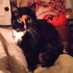 Pilgrim150jpg Pilgrim150jpg