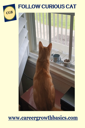 CareerGrowthBasicsYellowCuriousCat CareerGrowthBasicsYellowCuriousCat